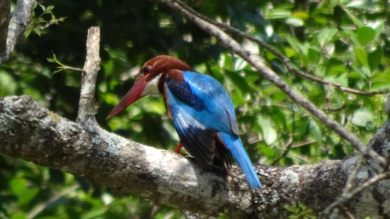 Bentota Day Tour